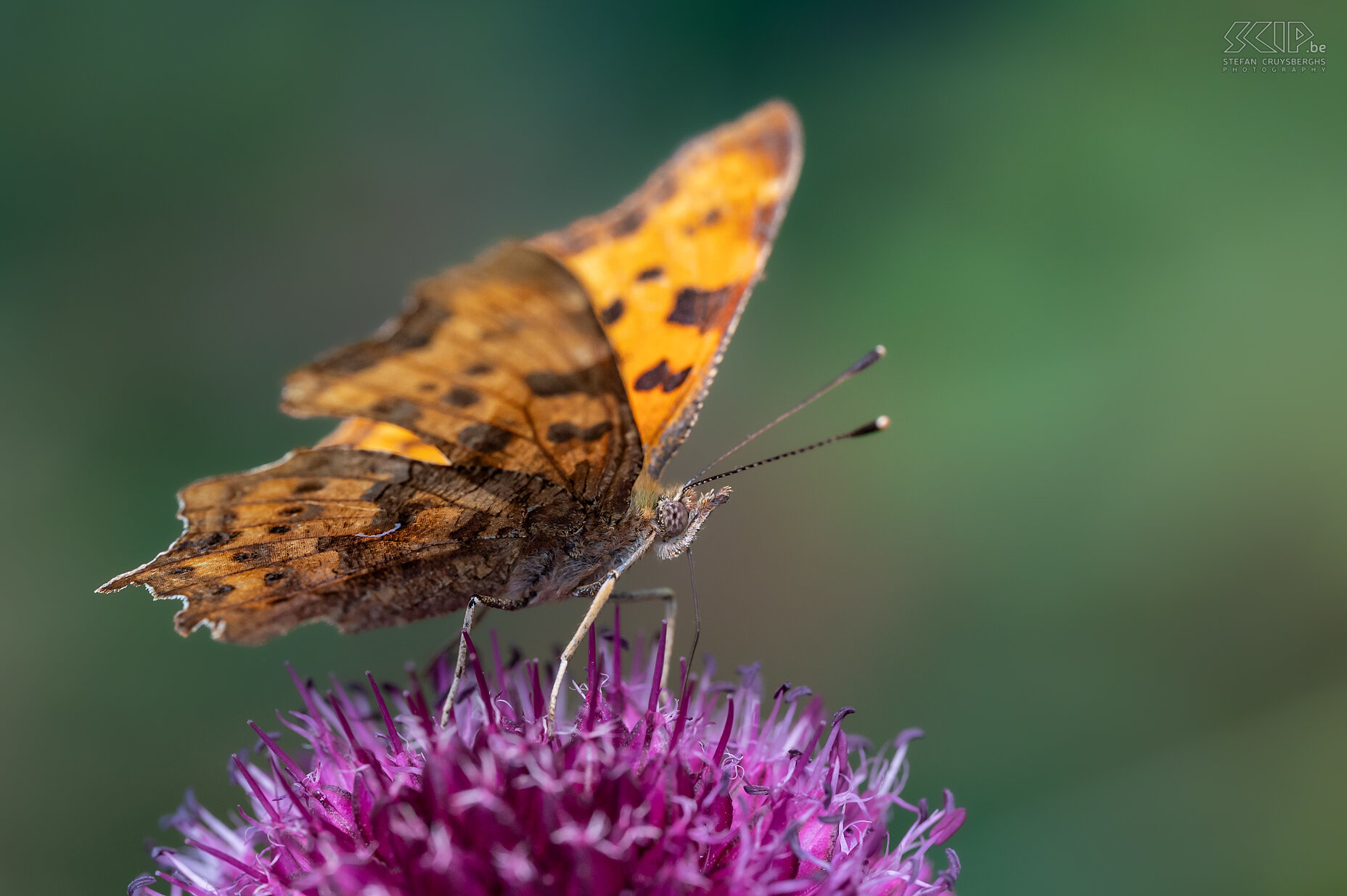 Vlinders - Gehakkelde aurelia Gehakkelde aurelia / Comma / Polygonia c-album Stefan Cruysberghs